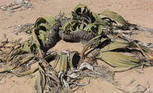Welwitschia_4_thumb
