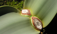 Welwitschia_7_thumb