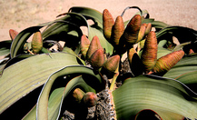 Welwitschia_8_thumb
