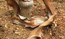 Welwitschia_10_thumb