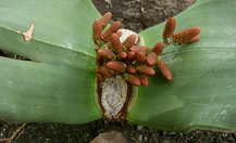 Welwitschia_12_thumb