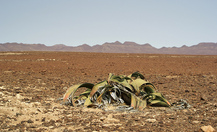 Welwitschia_13_thumb