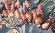Welwitschia_14_thumb